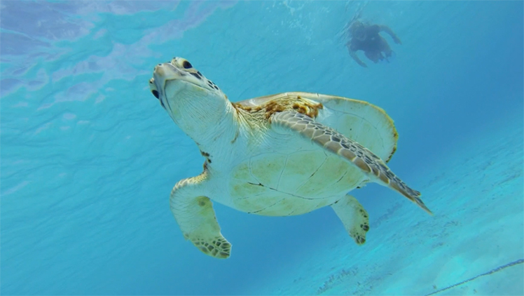 snorkeling in curacao