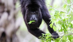 Chaa Creek Lodge Belize Howler Monkey