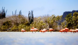 Curacao Nature