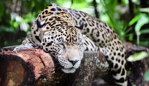 jaguar-belize-zoo