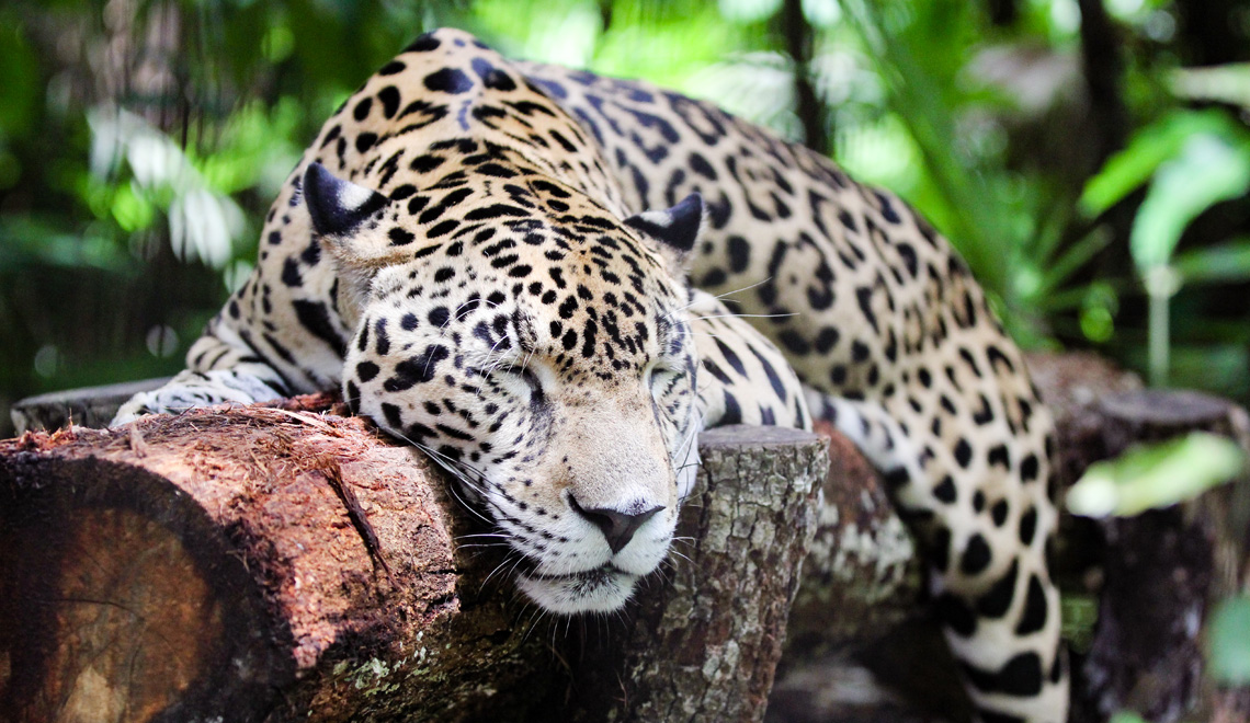 jaguar-belize-zoo