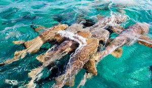 shark-ray-alley-Ambergris-caye-belize