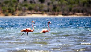 Flamingos in Curacao