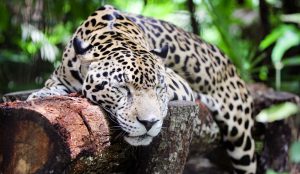 jaguar-belize-zoo
