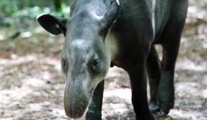 tapir-belize-zoo