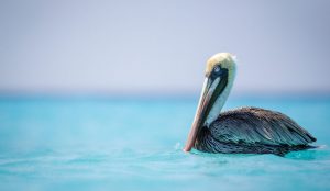 Pelican Klein Curacao