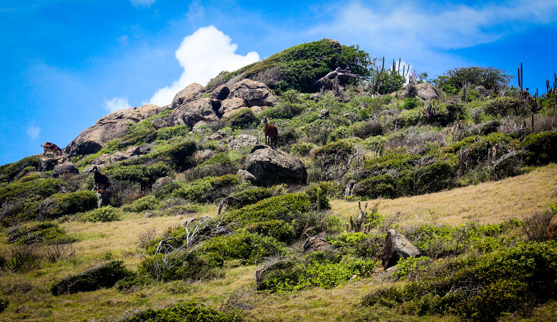 Sint Maarten Landscape Goats Cactus
