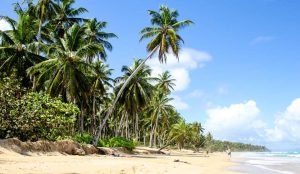 Palm lined Playa Coson in Samana