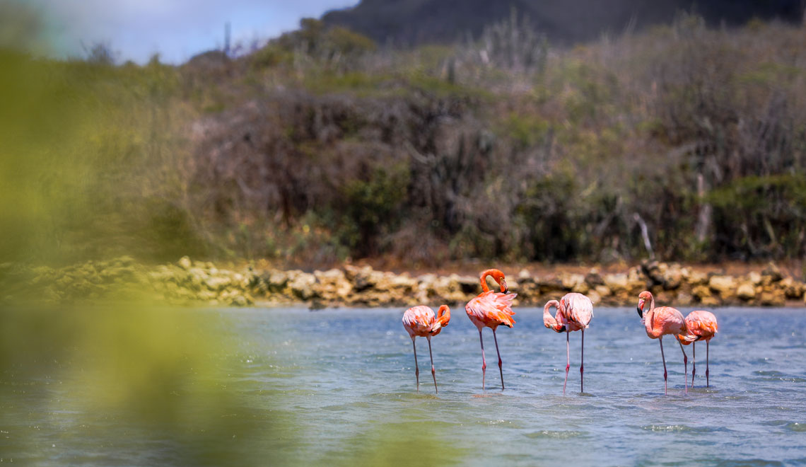 Flamingo spotting in Willibrordus Curacao