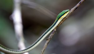 Snake in Curu Wildlife Reserve Nicoya Peninsula