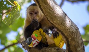 Stealing monkey in Montezuma Costa Rica